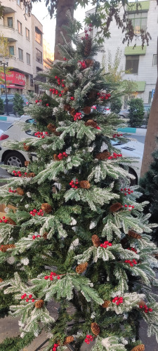 درخت ارتفاع 180سانت